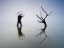 Picture of THE TRANSIENCE