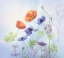 Picture of POPPY A ANEMONE