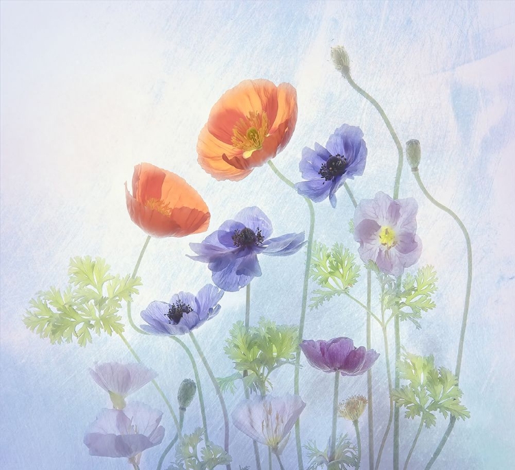 Picture of POPPY A ANEMONE