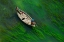 Picture of GREEN RIVER