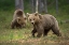 Picture of BEARS