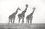 Picture of GIRAFFE FAMILY