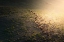 Picture of THE SHEEP IN GOLDEN LIGHT