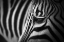 Picture of ZEBRA