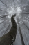 Picture of LOOKING UP