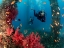 Picture of SCUBA DIVERS