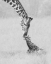 Picture of KISS