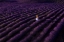 Picture of THE WOMAN IN LAVENDER