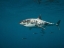 Picture of GREAT WHITE SGARK