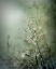 Picture of GRASSES