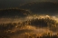Picture of UNTITLED