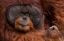 Picture of ORANG UTAN