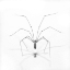 Picture of SPIDER POSE