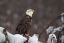 Picture of PROUD BUT COLD