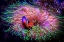 Picture of FINDING NEMO