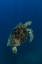 Picture of INTO THE BLUE