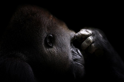 Picture of THINKING