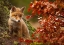 Picture of FOX
