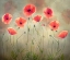 Picture of POPPY DANCE