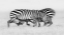 Picture of ZEBRA WRESTLING