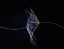 Picture of UNE DACLICATE ACTREINTE