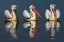 Picture of DALMATIAN PELICANS PORTRAIT