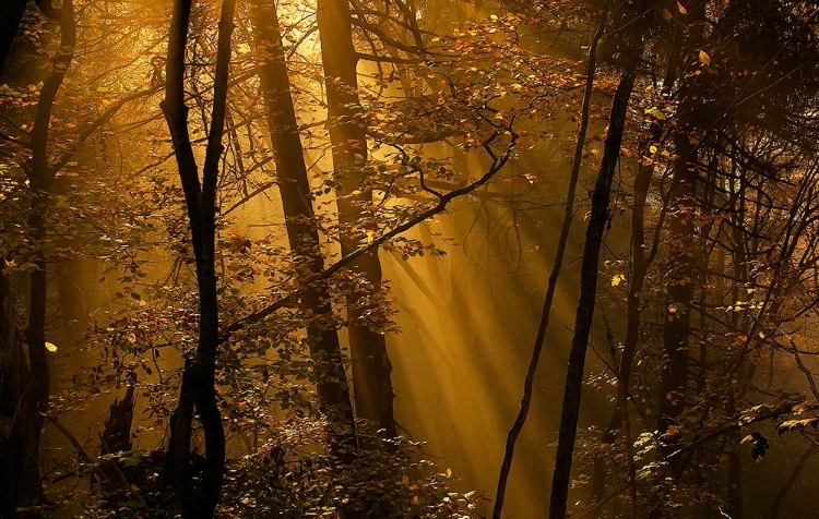Picture of MORNING RAYS