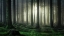 Picture of MYSTIC FOREST