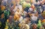 Picture of WHAT COLOUR IS AUTUMN