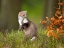Picture of EUROPEAN PINE MARTEN