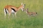 Picture of MOTHERHOOD