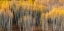 Picture of ASPEN IMPRESSION