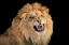 Picture of THE KING - A PORTRAIT