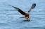 Picture of RED KITE
