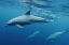 Picture of BLUEPLANET