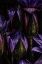 Picture of LOTUS