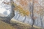 Picture of TWISTED BEECHES IN LAGA MOUNTAINS