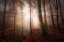 Picture of AUTUMN MORNING