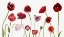 Picture of POPPY FAMILY