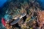 Picture of CORAL GARDEN AND GREEN TURTLE