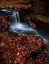 Picture of RED LEAVES
