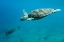 Picture of DIVE