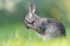Picture of LITTLE HARE