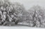 Picture of SNOW-COVERED TREES