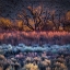 Picture of BUTTERMILK HILLS MORNING