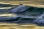 Picture of WAVES IN EVENING LIGHT