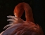 Picture of FEATHER REPAIR
