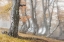 Picture of THE OLD BEECH TREE