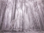 Picture of UNTITLED