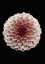 Picture of DAHLIA
